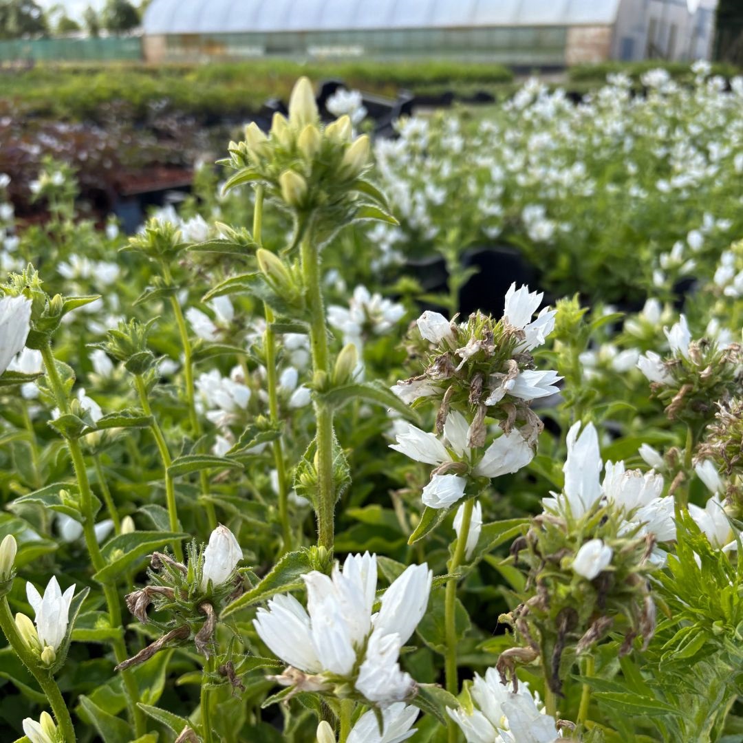 Campanula glomerata 'Alba' (Klokjesbloem)