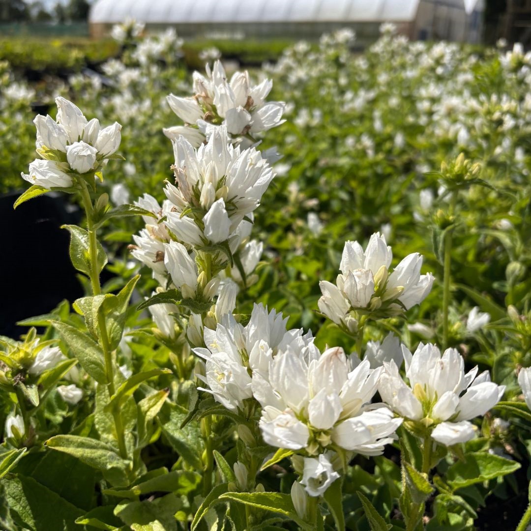 Campanula glomerata 'Alba' (Klokjesbloem)