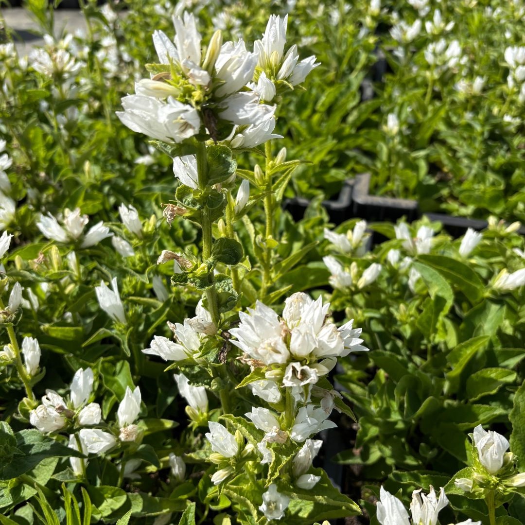 Campanula glomerata 'Alba' (Klokjesbloem)