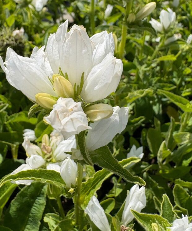Campanula glomerata 'Alba' (Klokjesbloem)