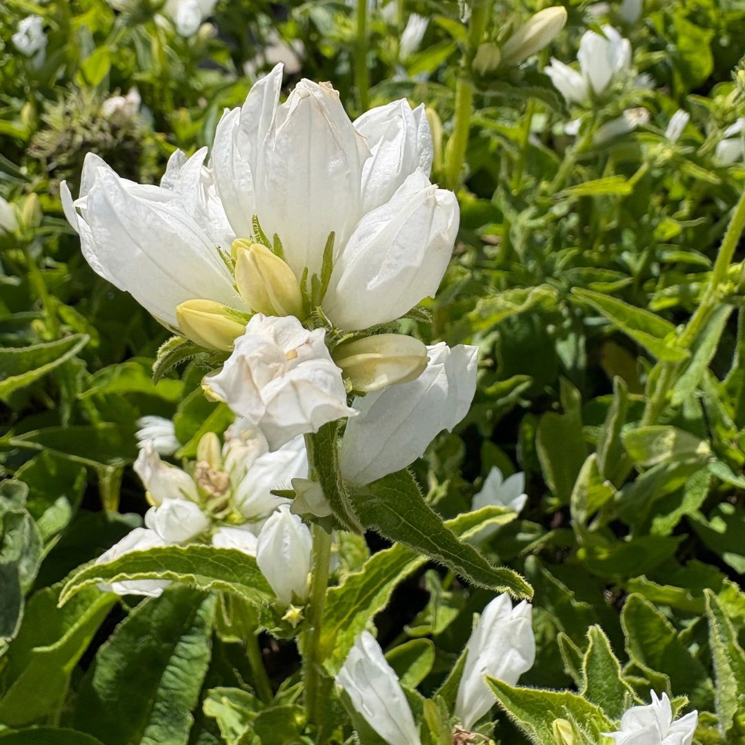 Campanula glomerata 'Alba' (Klokjesbloem)