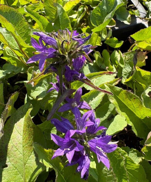 Campanula glomerata 'Superba' (Klokjesbloem)