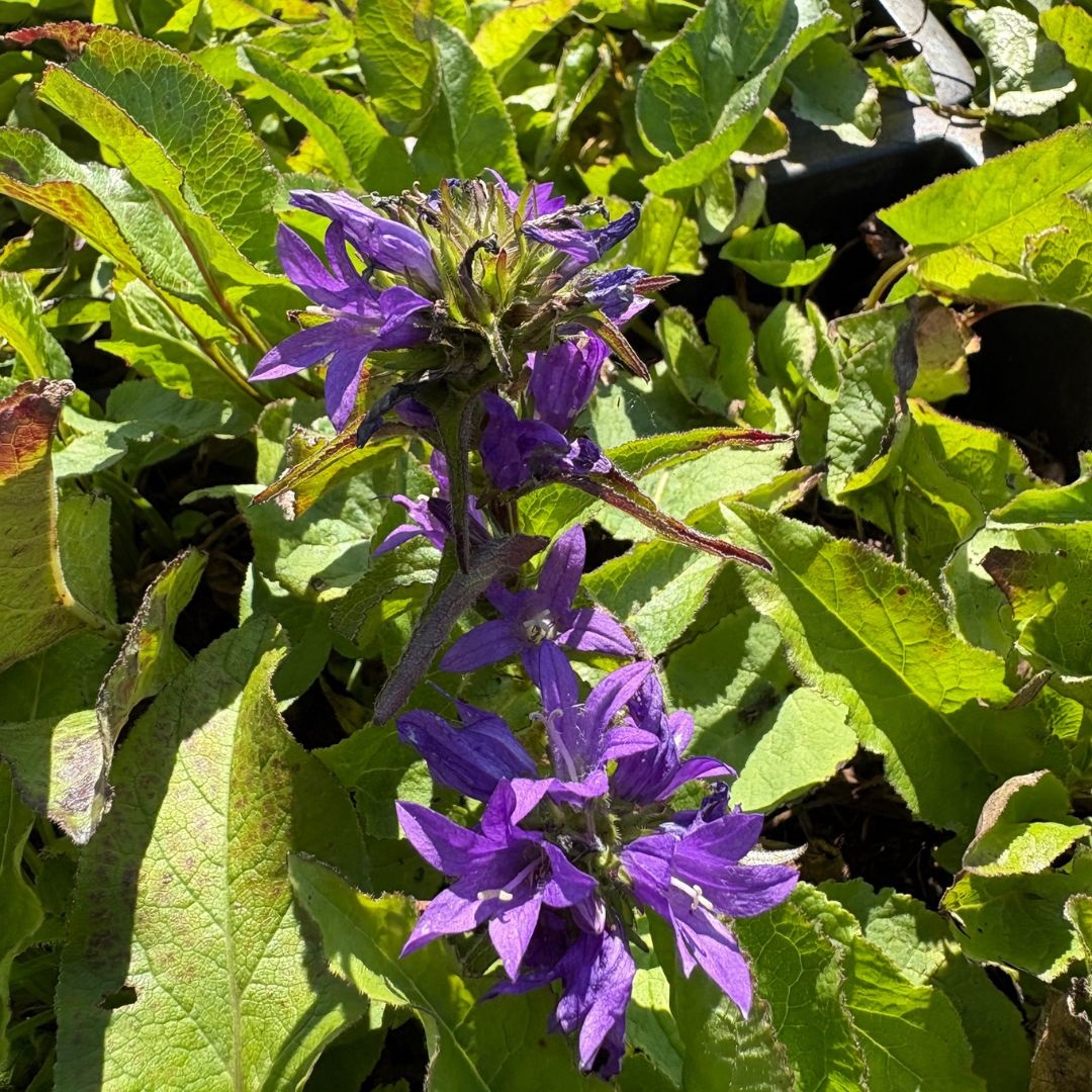 Campanula glomerata 'Superba' (Klokjesbloem)