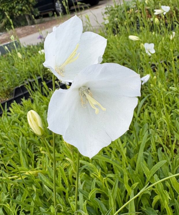 Campanula persicifolia 'Alba' (Klokjesbloem)