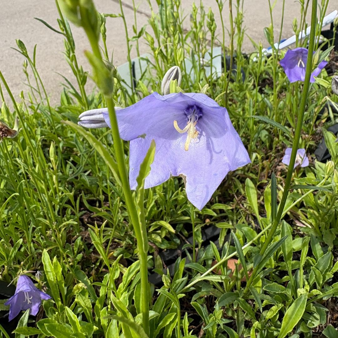 Campanula persicifolia 'Coerulea' (Klokjesbloem)