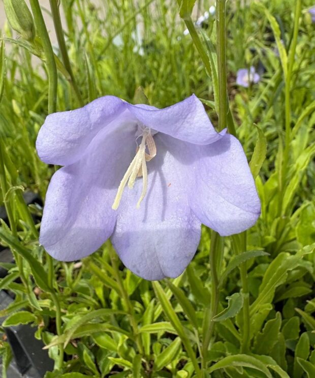 Campanula persicifolia 'Coerulea' (Klokjesbloem)