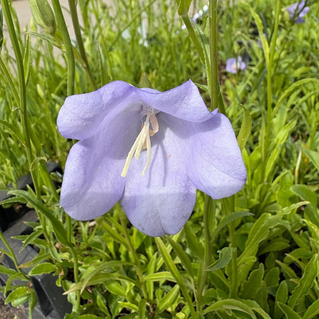 Campanula persicifolia 'Coerulea' (Klokjesbloem)