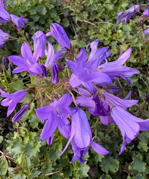 Campanula portenschlagiana (Klokjesbloem)