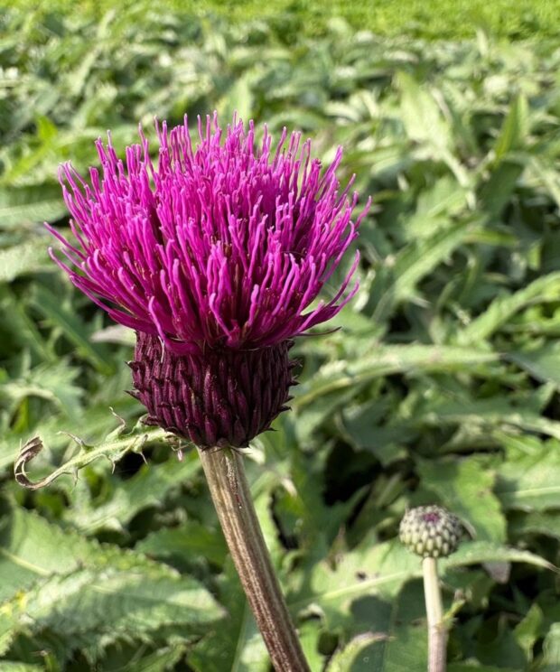 Cirsium rivulare 'Trevor's Blue Wonder' (Vederdistel)