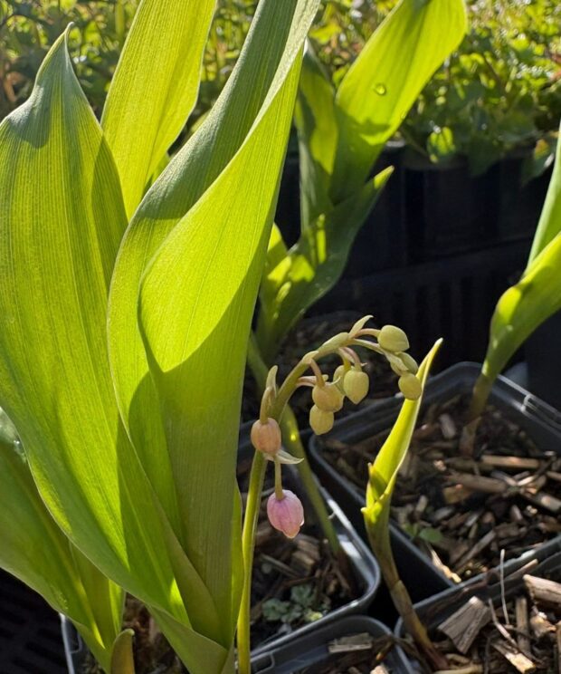 Convallaria majalis 'Rosea' (Lelietje-Van-Dalen)