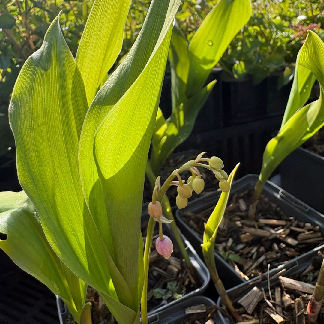 Convallaria majalis 'Rosea' (Lelietje-Van-Dalen)