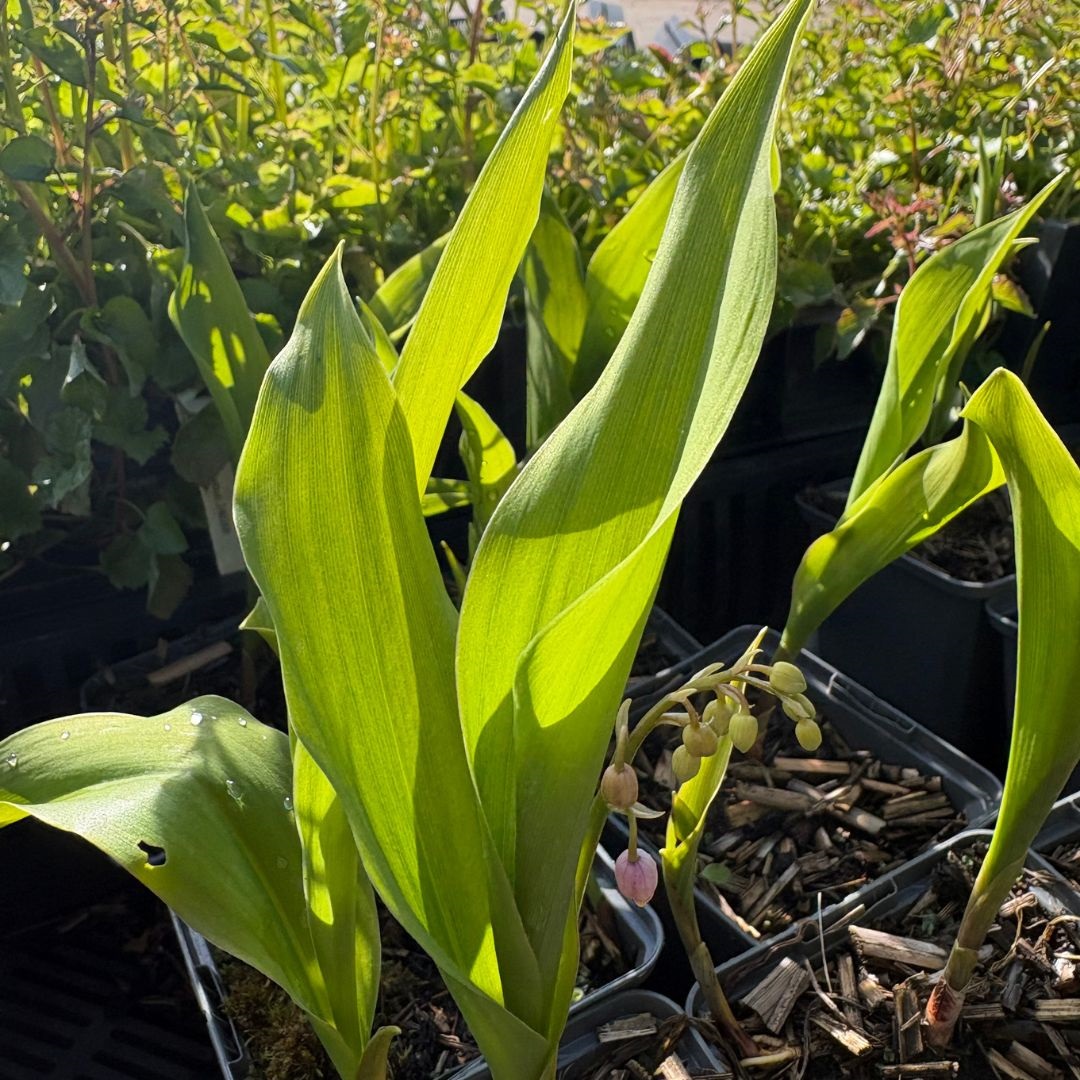 Convallaria majalis 'Rosea' (Lelietje-Van-Dalen)