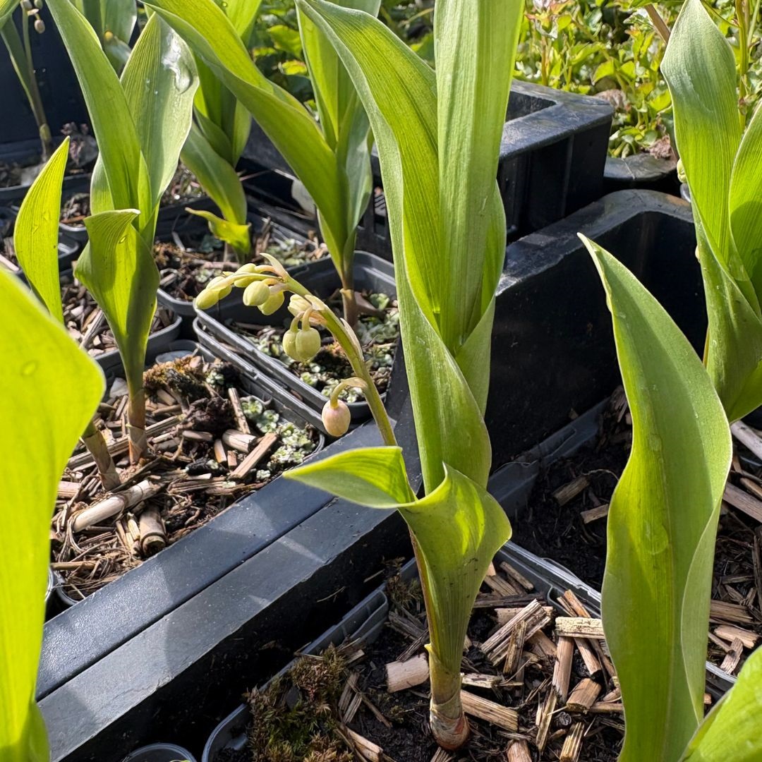 Convallaria majalis 'Rosea' (Lelietje-Van-Dalen)