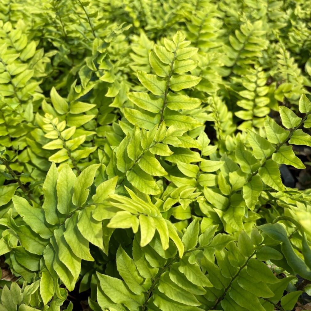 Cyrtomium fortunei (IJzervaren)