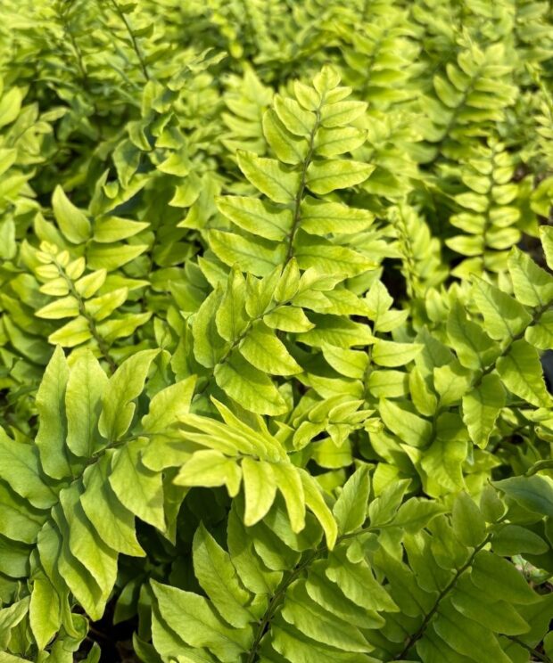 Cyrtomium fortunei (IJzervaren)