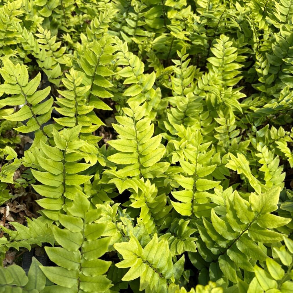 Cyrtomium fortunei (IJzervaren)