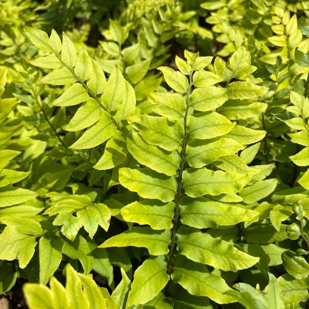 Cyrtomium fortunei (IJzervaren)