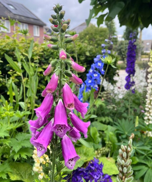 Digitalis purpurea (Vingerhoedskruid)
