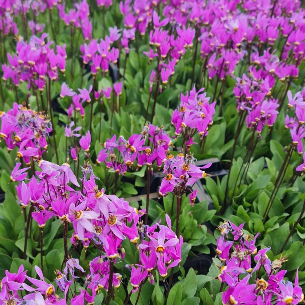 Dodecatheon meadia (Twaalfgodenkruid)