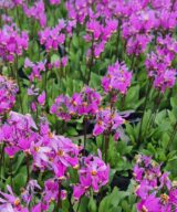 Dodecatheon meadia (Twaalfgodenkruid)