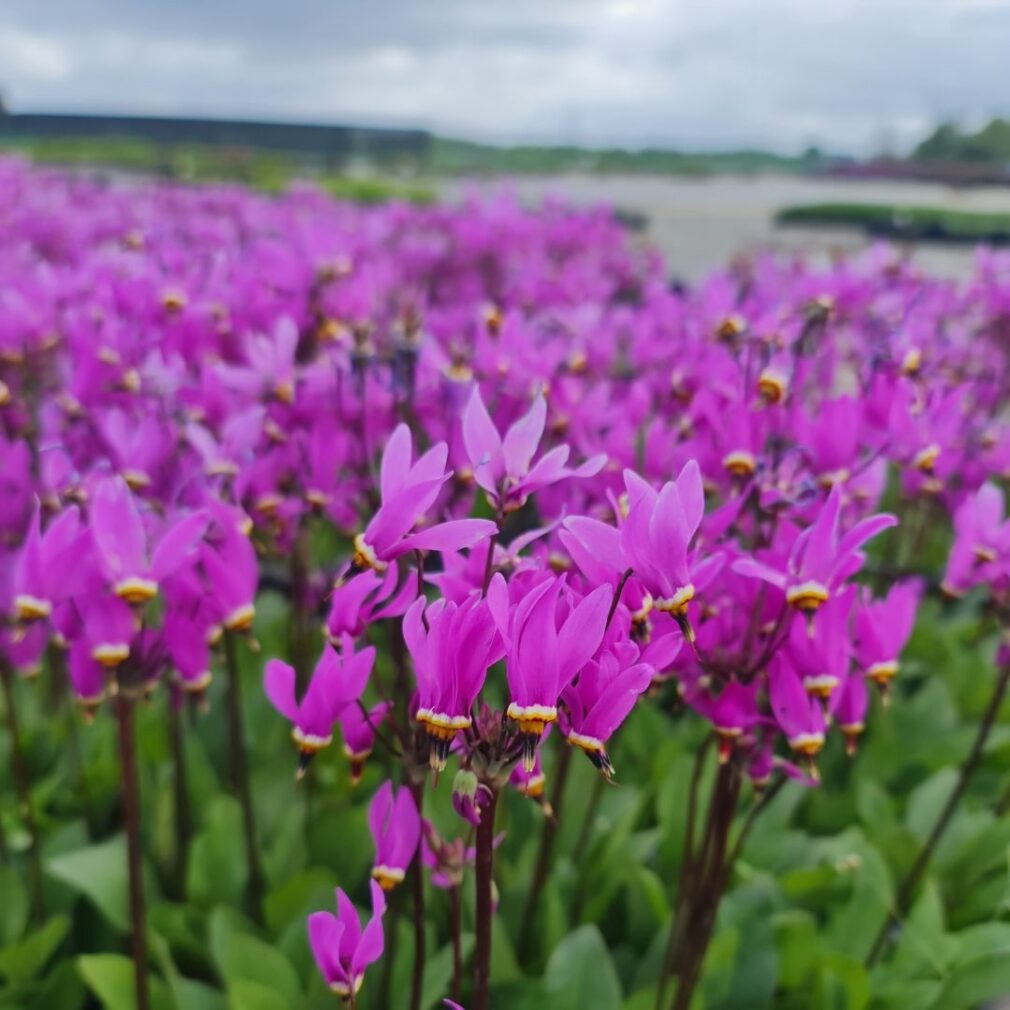 Dodecatheon meadia (Twaalfgodenkruid)