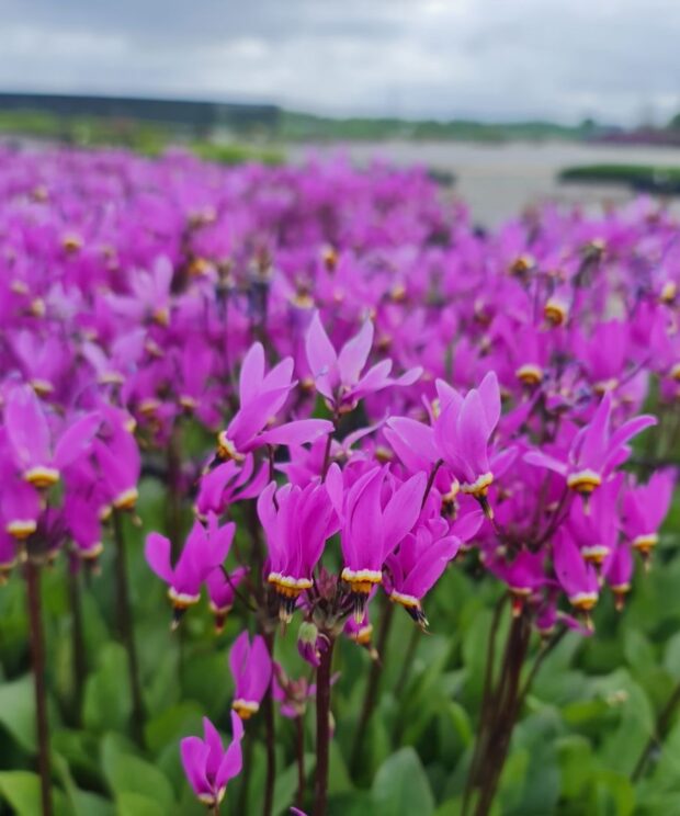 Dodecatheon meadia (Twaalfgodenkruid)