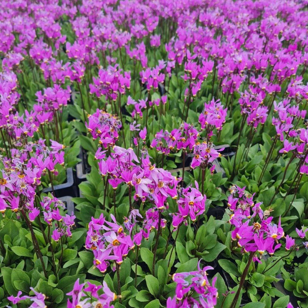 Dodecatheon meadia (Twaalfgodenkruid)