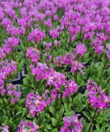 Dodecatheon meadia (Twaalfgodenkruid)