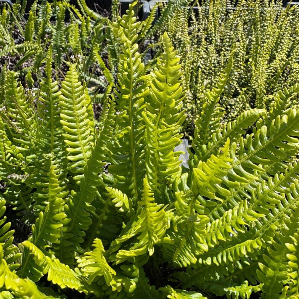 Dryopteris affinis (Mannetjesvaren)