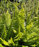 Dryopteris affinis (Mannetjesvaren)