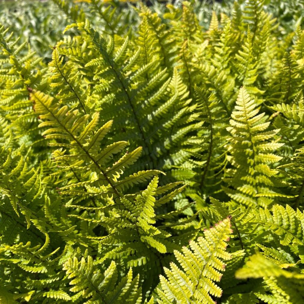 Dryopteris affinis (Mannetjesvaren)