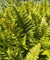 Dryopteris affinis (Mannetjesvaren)
