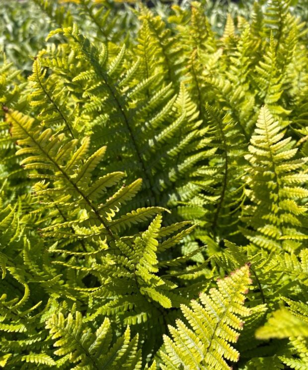 Dryopteris affinis (Mannetjesvaren)