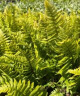 Dryopteris affinis (Mannetjesvaren)
