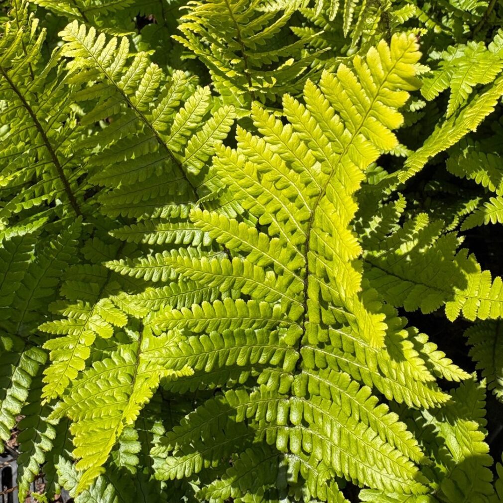Dryopteris affinis (Mannetjesvaren)