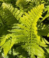 Dryopteris affinis (Mannetjesvaren)