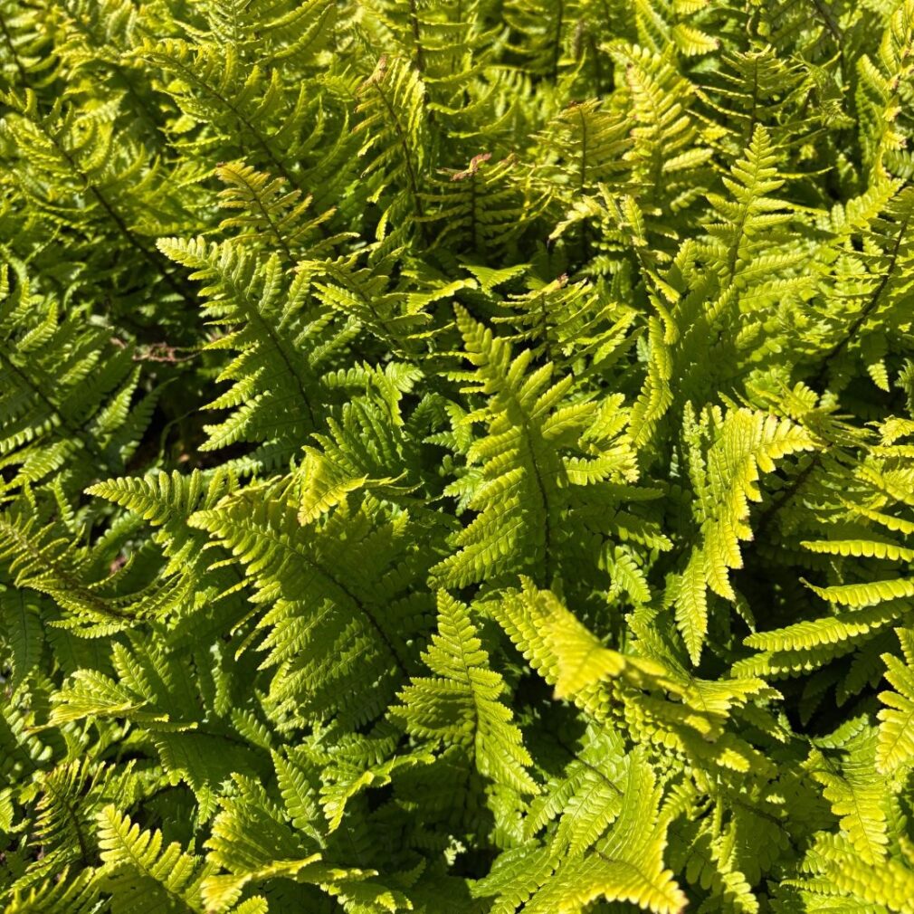 Dryopteris affinis (Mannetjesvaren)