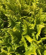Dryopteris affinis (Mannetjesvaren)