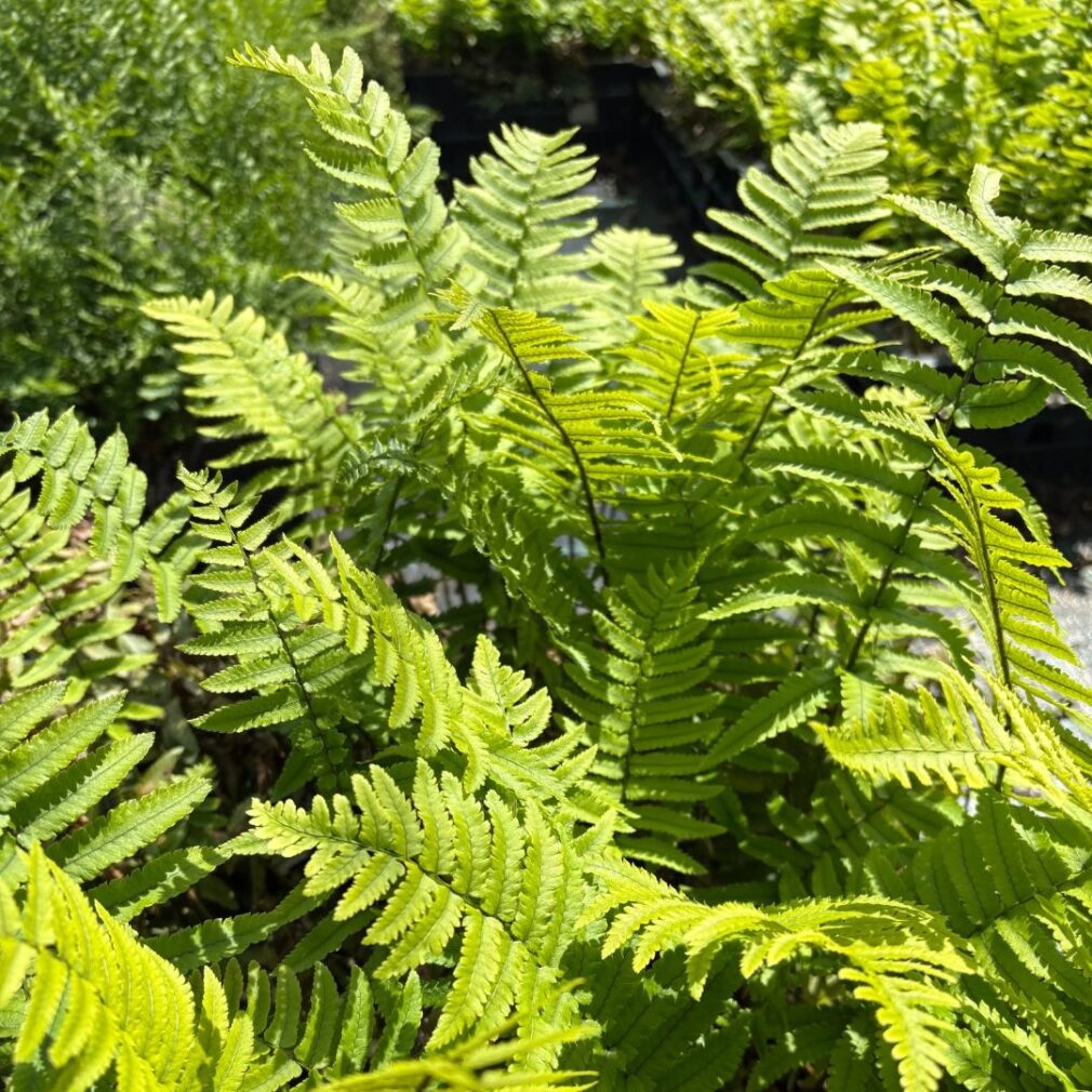 Dryopteris atrata (Olifantenslurfvaren)