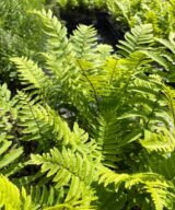 Dryopteris atrata (Olifantenslurfvaren)