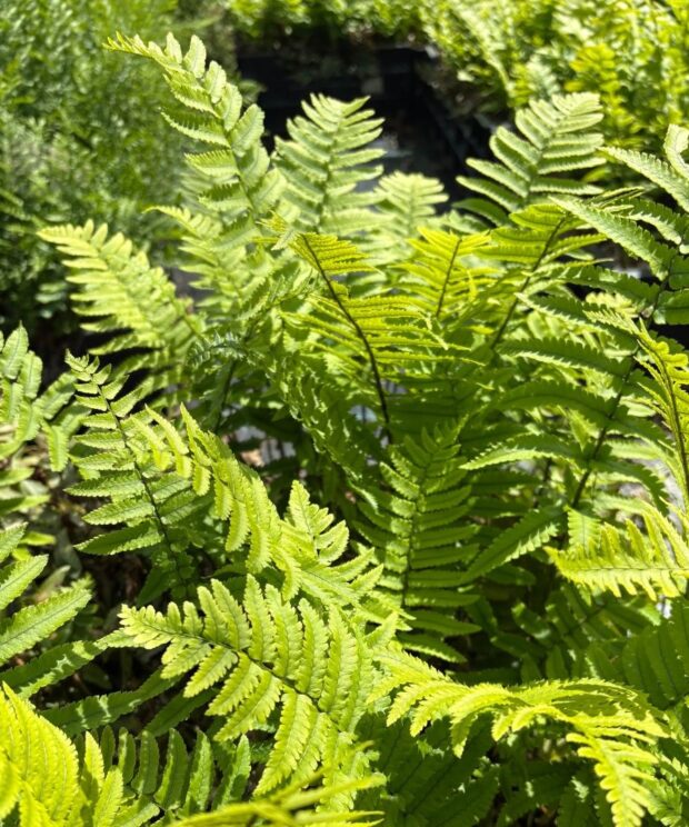 Dryopteris atrata (Olifantenslurfvaren)