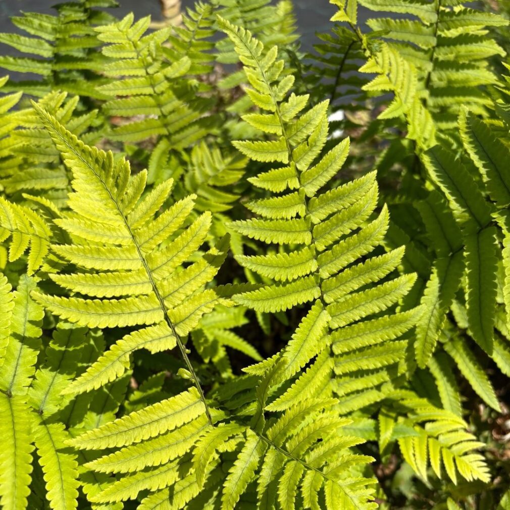 Dryopteris atrata (Olifantenslurfvaren)