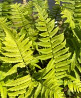 Dryopteris atrata (Olifantenslurfvaren)