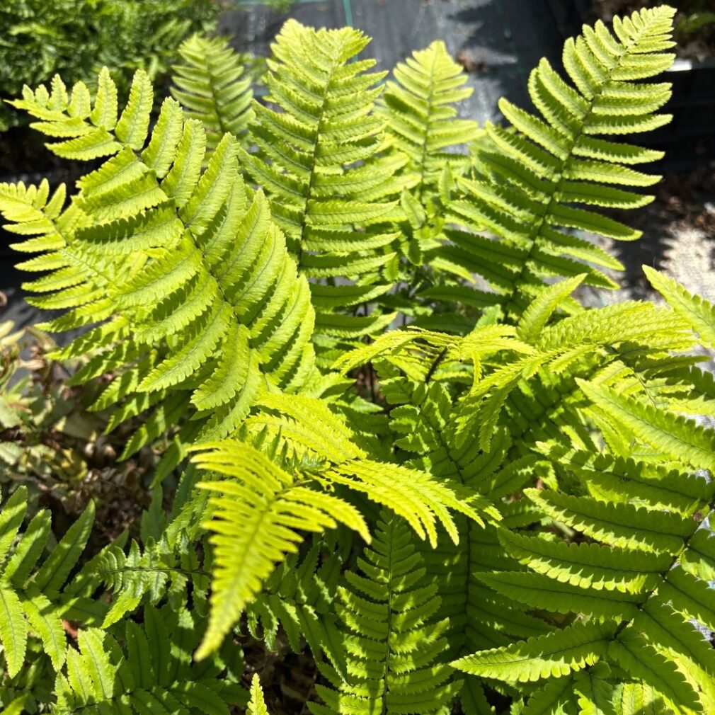 Dryopteris atrata (Olifantenslurfvaren)