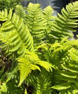 Dryopteris atrata (Olifantenslurfvaren)