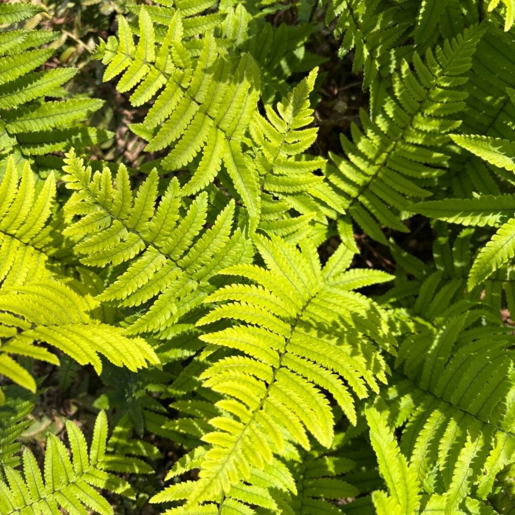Dryopteris atrata (Olifantenslurfvaren)