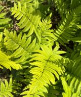 Dryopteris atrata (Olifantenslurfvaren)