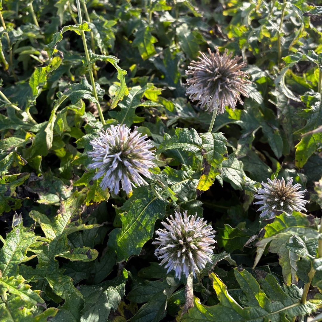 Echinops bannaticus 'Taplow Blue' (Kogeldistel)