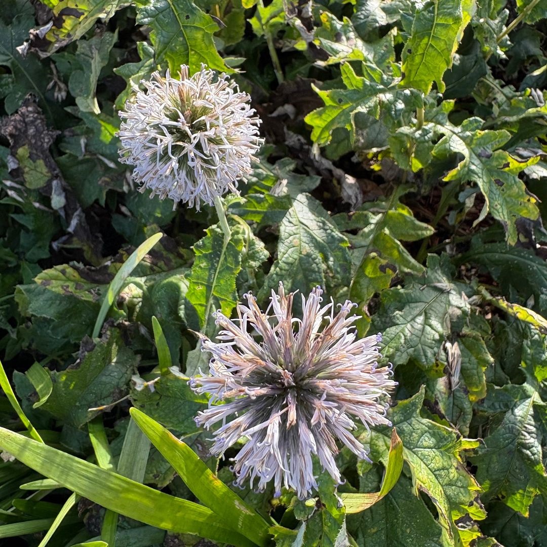 Echinops bannaticus 'Taplow Blue' (Kogeldistel)