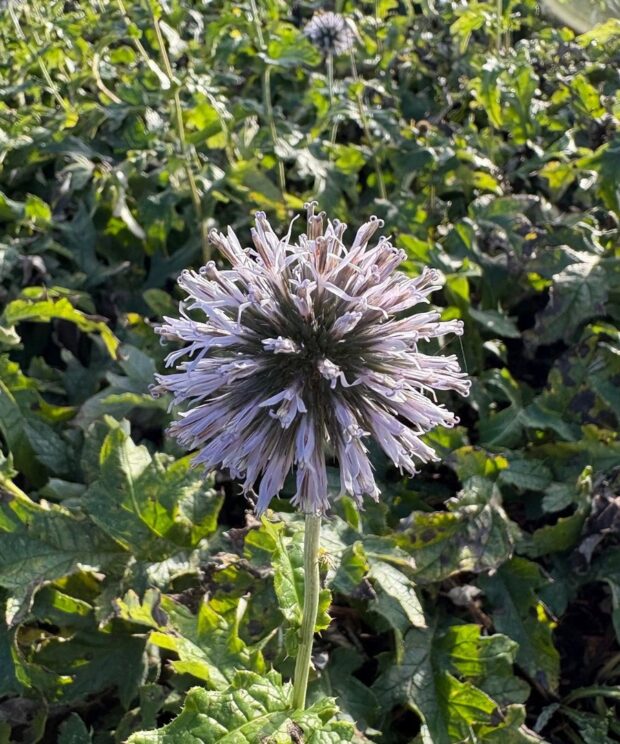 Echinops bannaticus 'Taplow Blue' (Kogeldistel)